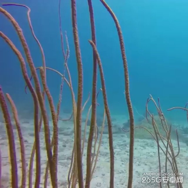 小蟻運動相機配件竟可以和GoPro互換