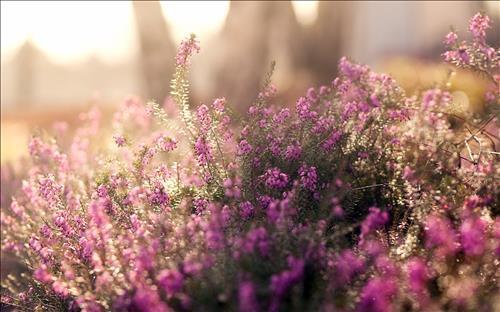 Life in Lavender
