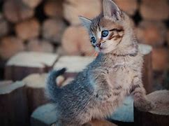 win7可爱猫咪主题桌面(猫咪主猫咪win7主题题桌面壁纸)v1.0 最新版软件下载